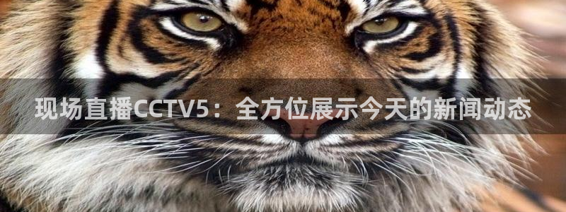 龙门免费直播平台：现场直播CCTV5：全方位展示今天的新闻动态